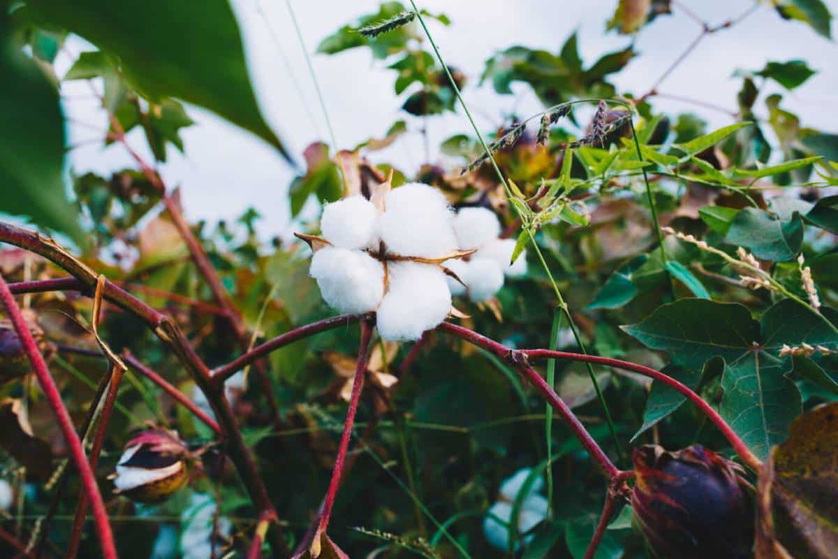 Close-up of a cotton plant showing fluffy white cotton bolls amidst green leaves and stems.